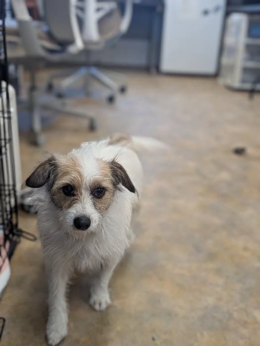 Lost Dog Impounded by City of Bethel Pound