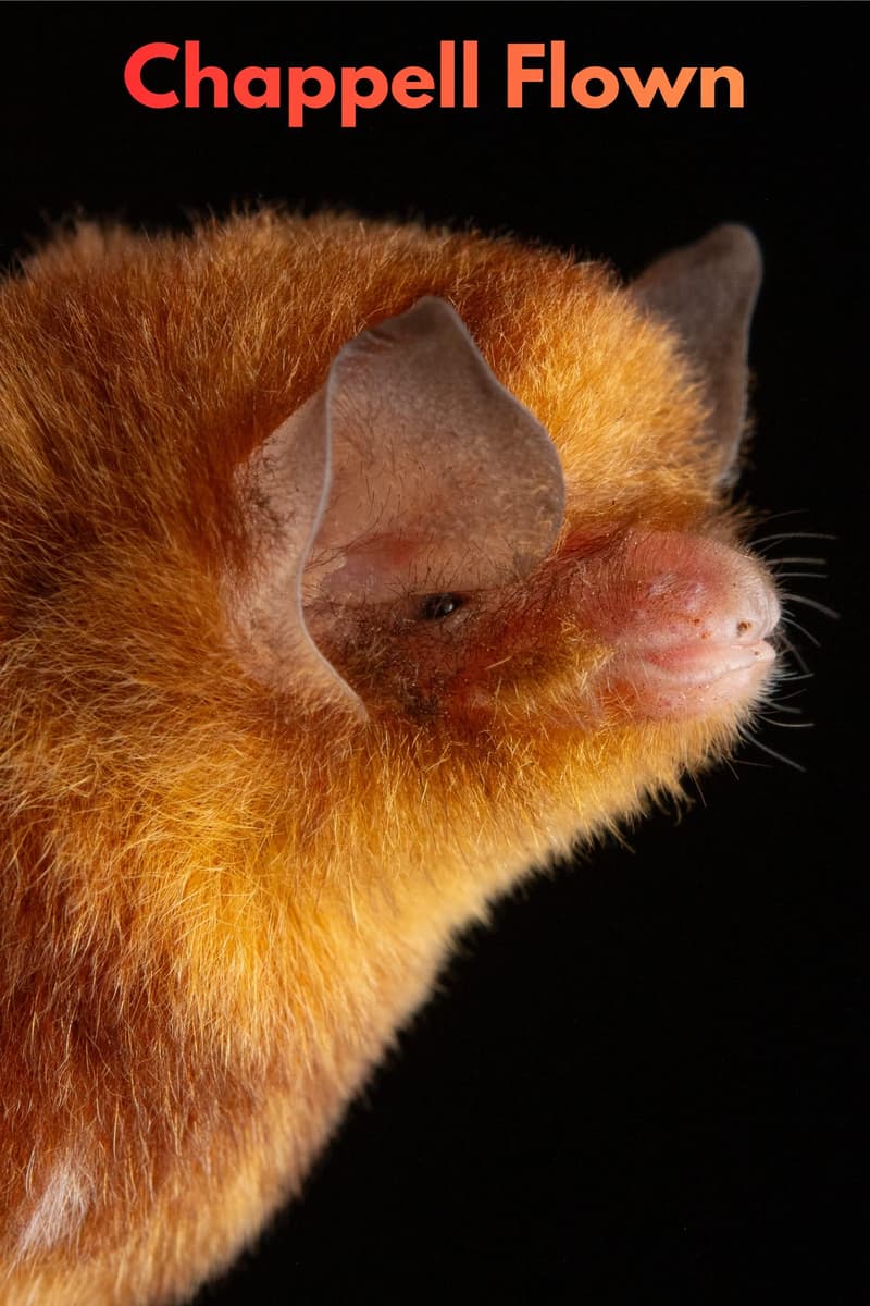 2026 Bat Beauty Contest Round 3 (1/2)