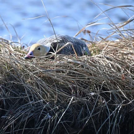Alaska's Wild Wonders: Waterfowl Magazine Issue Released (3/5)