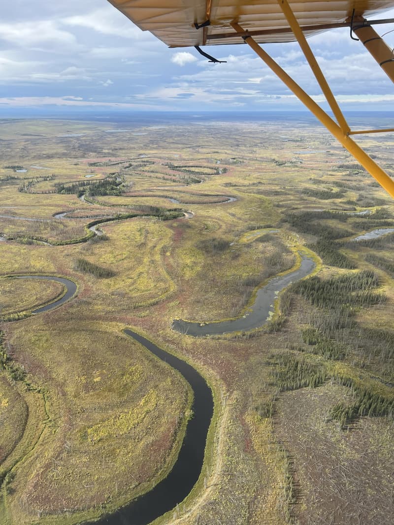 Yukon Flats Wood Bison Soft Release Pen Project Update (3/3)