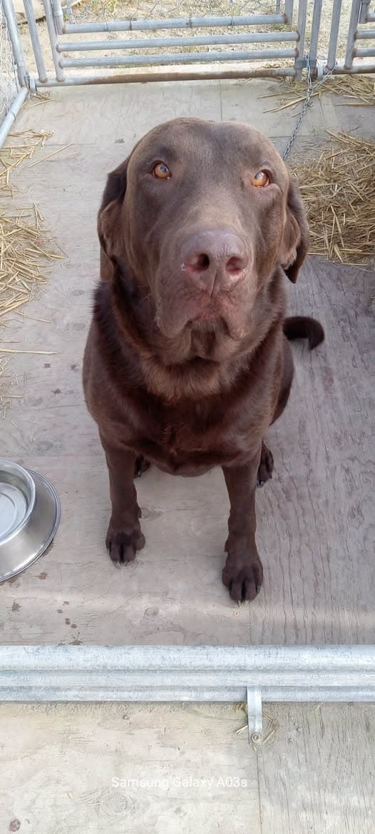 Impounded Dog and Pound Fee Information