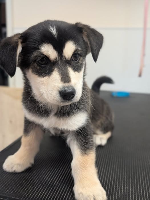 Puppy available: Karev