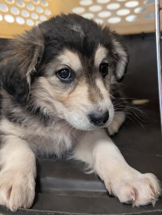 Husky Mix Puppy: Journey