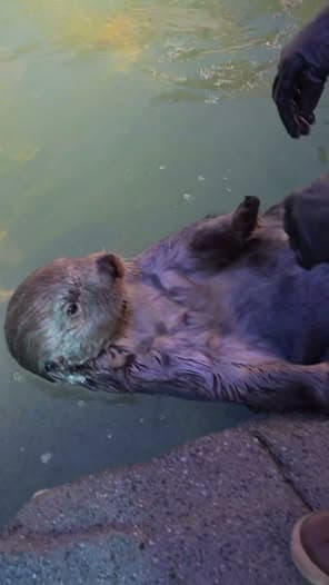 Sea Otter Awareness Week: Meet Rialto