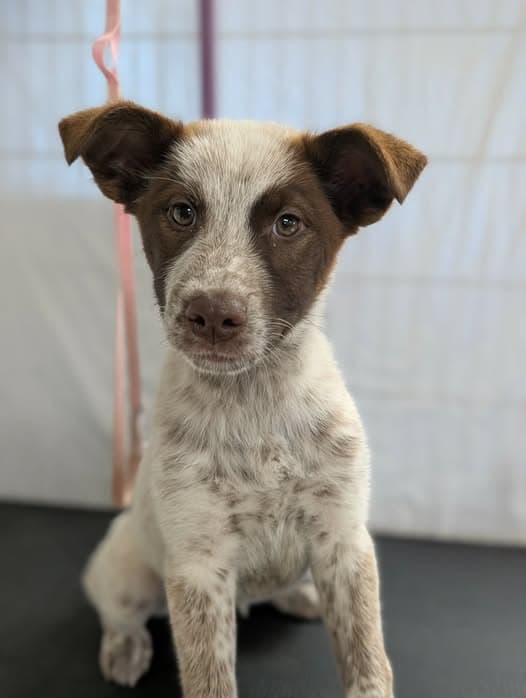 Dog available: Ogé