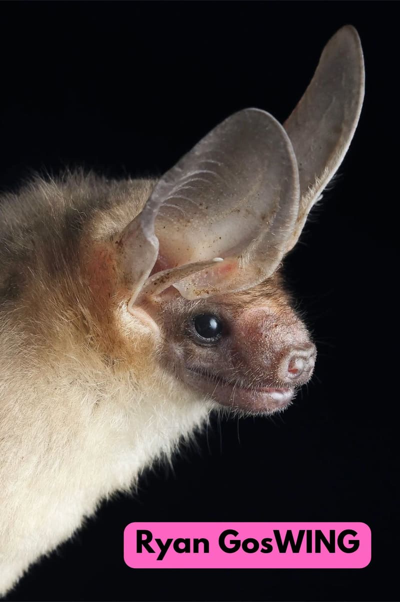 Bat Beauty Contest Finals (1/2)