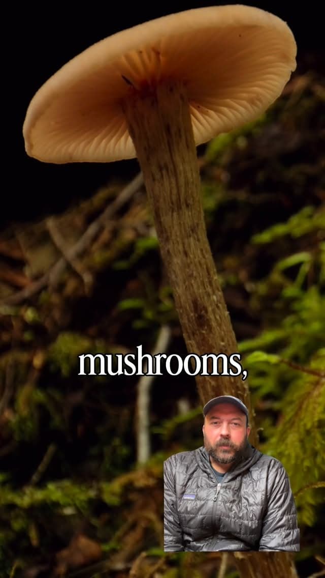 Basics With Jason: Mushroom Hunting Episode