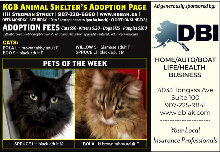KGB Animal Shelter Adoption Information & Pets of the Week