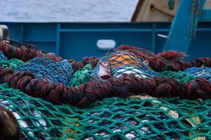 Alaska Trawling Fish Collapse