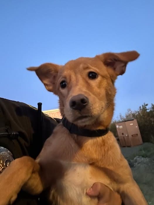 Found Dog and City of Bethel Impound Information