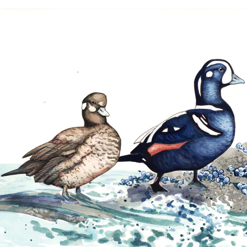 Alaska's Wild Wonders: Waterfowl Magazine Issue Released (4/5)