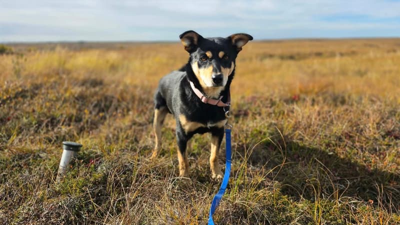 Jack Jack the dog is looking for a forever home