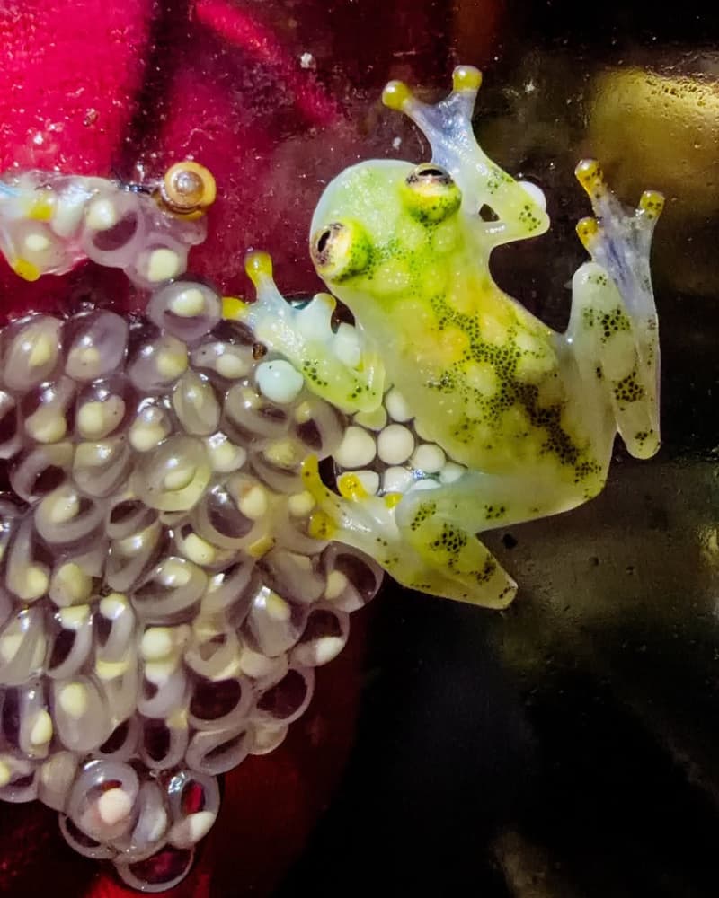World Egg Day