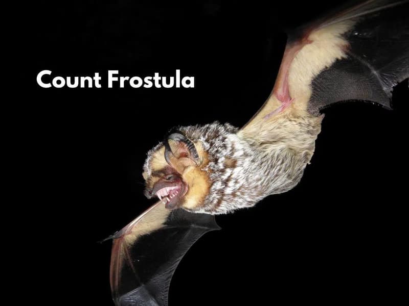Bat Beauty Contest Day 4: Count Frostula vs ChewBATca (1/2)