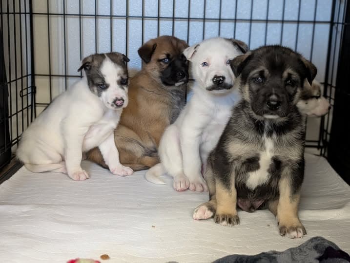 Litter of 5 puppies rescued