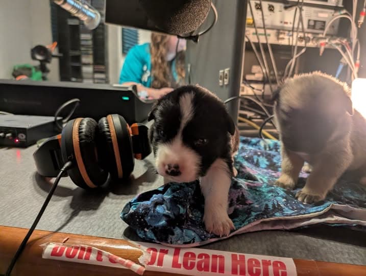 Bethel Friends of Canines on KYUK