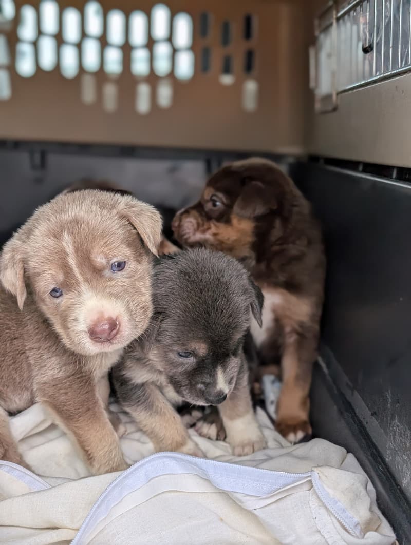 Puppies transported to Anchorage for adoption