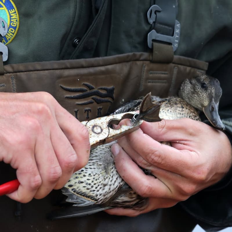 Alaska's Wild Wonders: Waterfowl Magazine Issue Released (2/5)