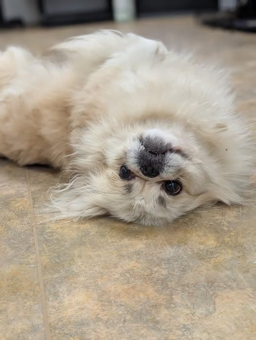 Bethel Friends of Canines Request for Animal Drop-Offs