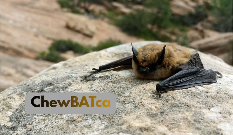 Bat Beauty Contest Day 4: Count Frostula vs ChewBATca (2/2)