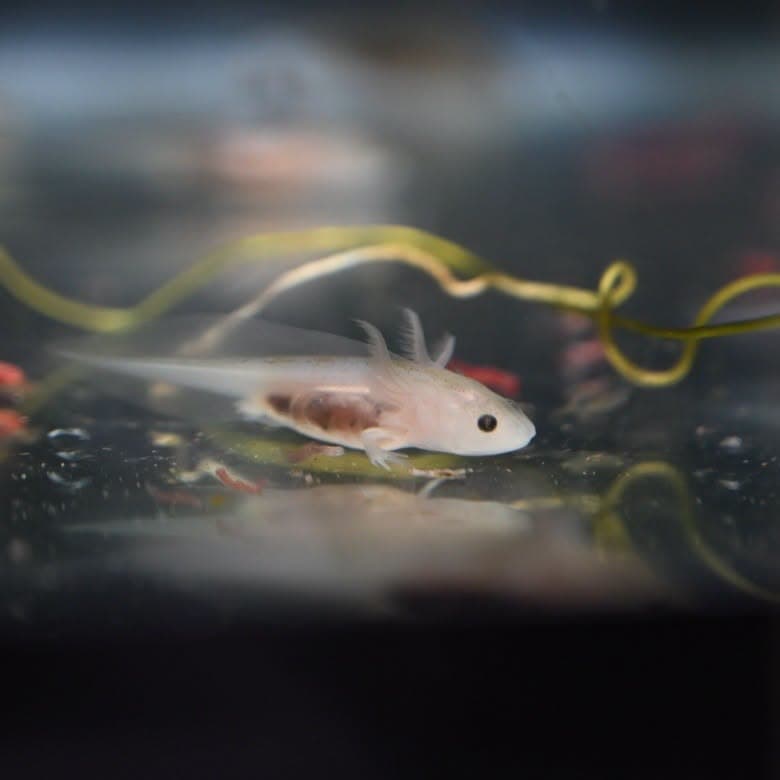 Baby Axolotls Exhibit Update