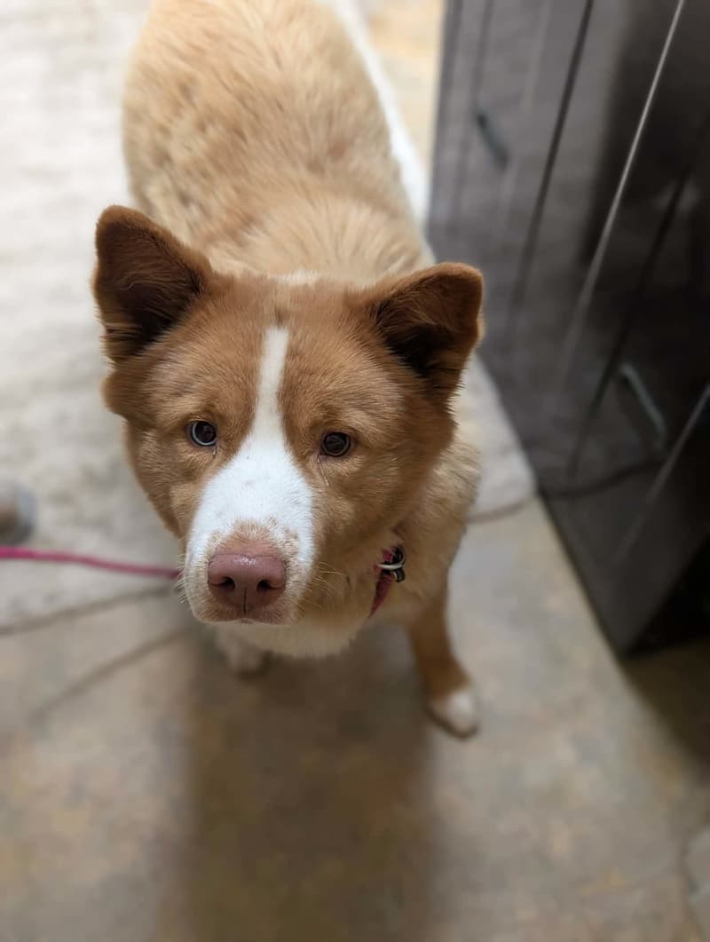 Spay/Neuter Clinic Update and Thank You