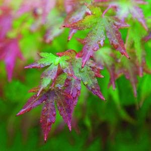 Changing leaves