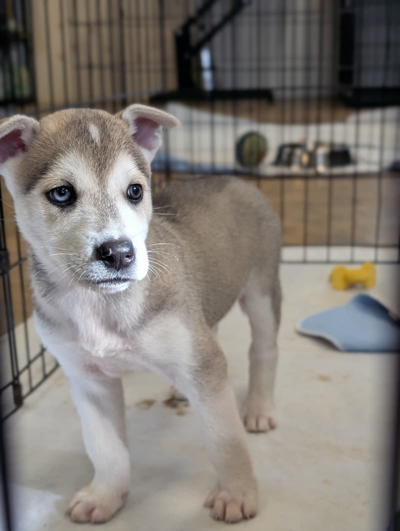 We would like to give a shout out to the fosters who came by and picked up dogs/puppies…