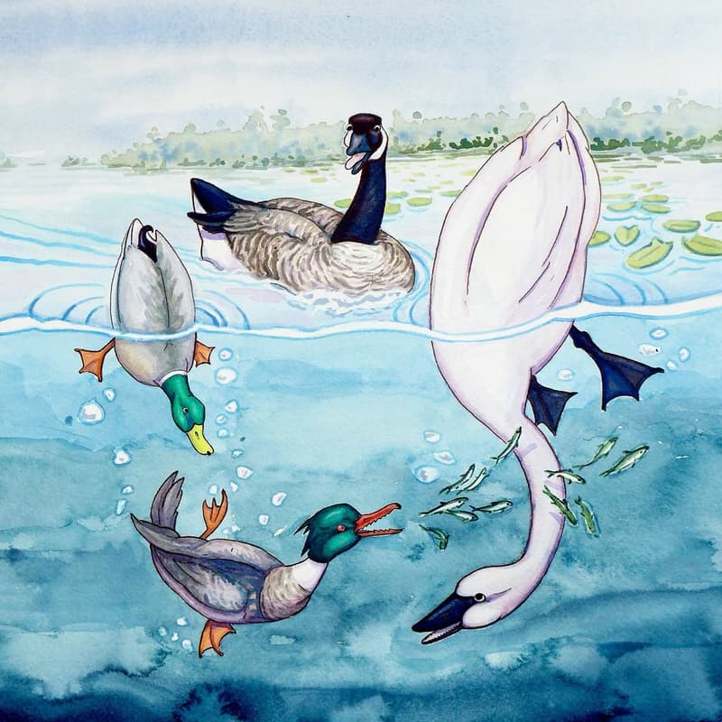 Alaska's Wild Wonders: Waterfowl Magazine Issue Released (1/5)
