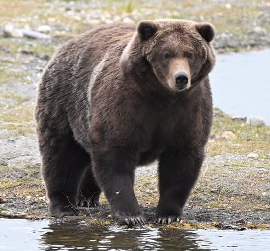Fat Bear Week Promotion and Bear Preparations for Winter
