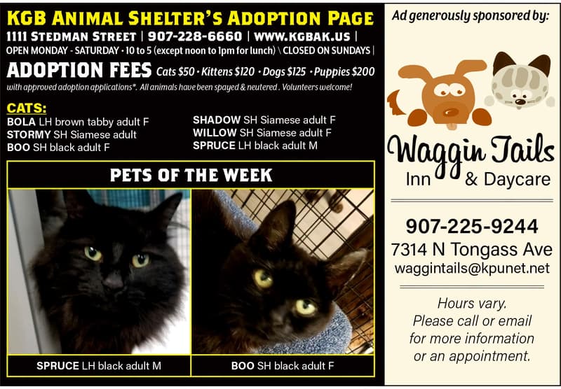 KGB Animal Shelter Adoption Information