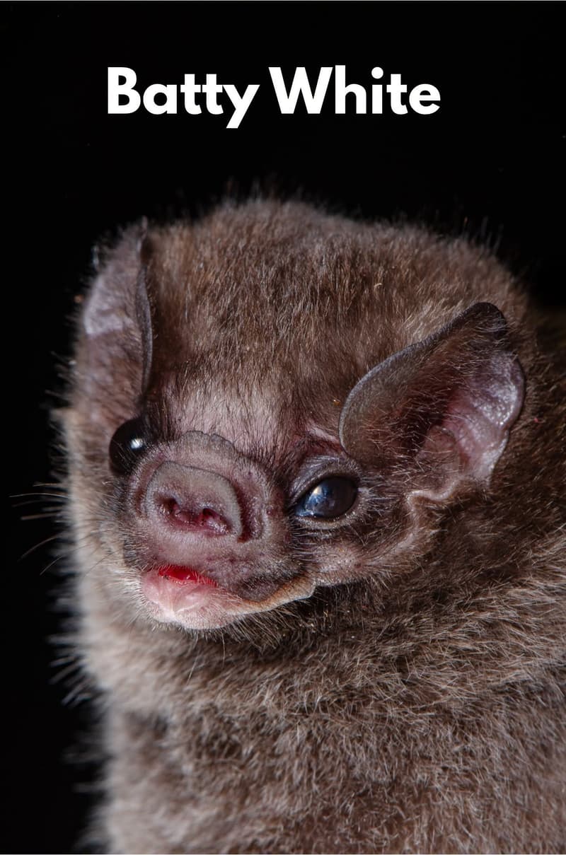 Bat Beauty Contest Finals (2/2)