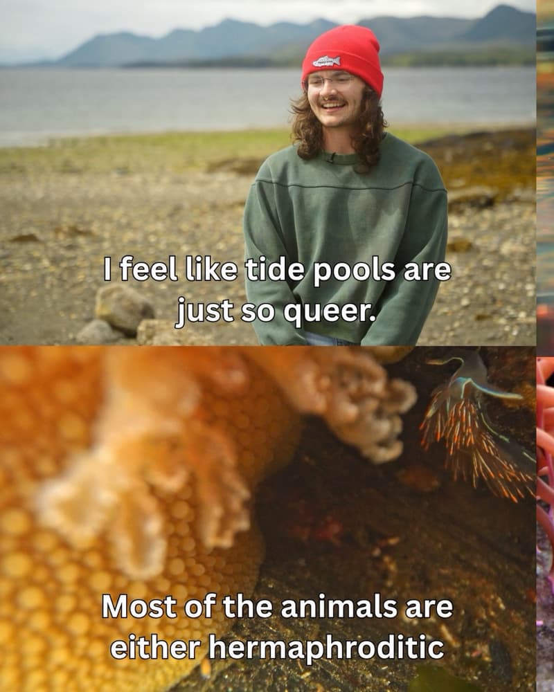 Tide Pool Creatures and Their Unique Biology