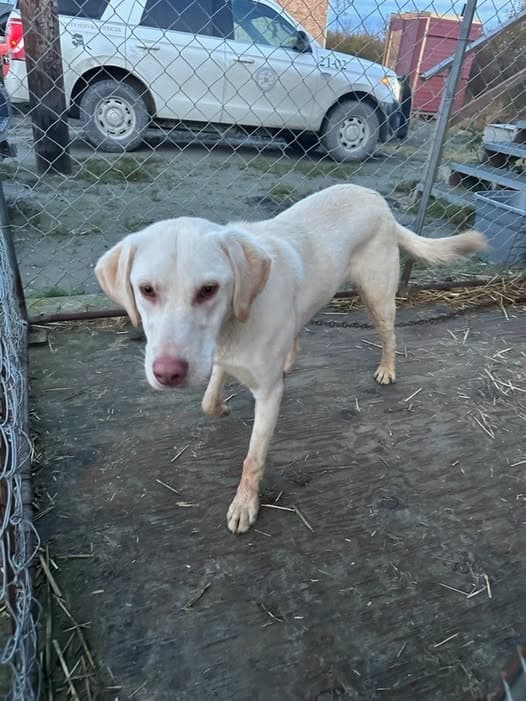 If this is your pet, please call 907-707-7010 to claim.