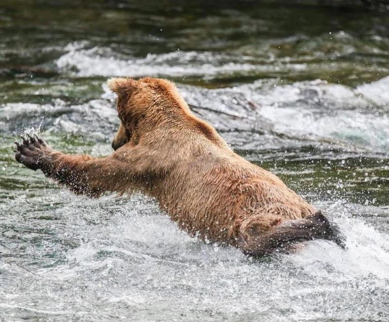 How do you catch a fish without a fishing pole?