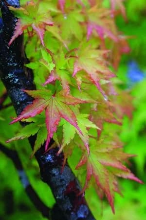 Fall colors