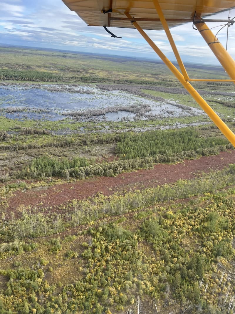 Yukon Flats Wood Bison Soft Release Pen Project Update (2/3)