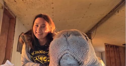 Student's Role in Walrus Rescue Highlighted