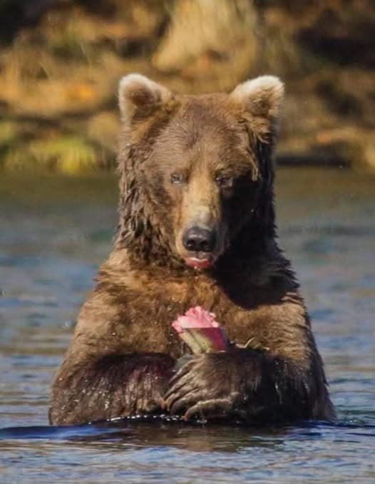 Bear Behavior and Salmon Migration for Winter Preparation